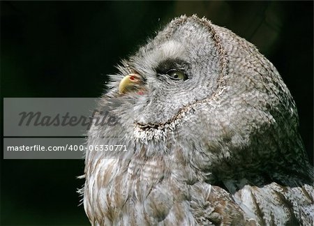Portrait of a Westrn Screech Owl