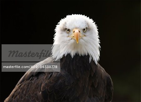 Portrait of a Bald Eagle