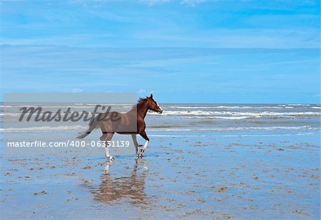 Lone Horse on the North Sea Coast in Zeeland, Netherlands