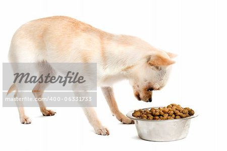 portrait of a cute purebred  puppy chihuahua and his food bowl
