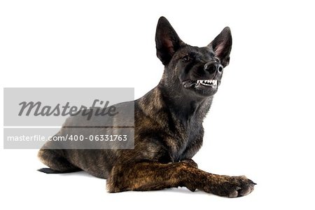 portrait of an aggressive holland shepherd in a studio