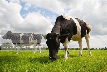 Dutch cows in the meadow