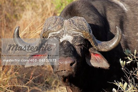 Portrait of a African or Cape buffalo bull (Syncerus caffer), South Africa