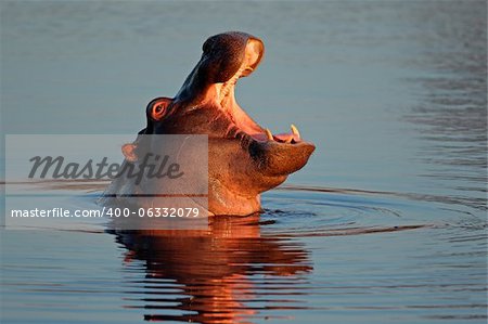 Young hippopotamus (Hippopotamus amphibius) with open mount in water, South Africa