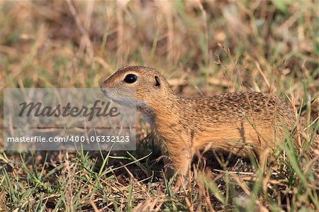 suspicious prairie dog hiding in the grass