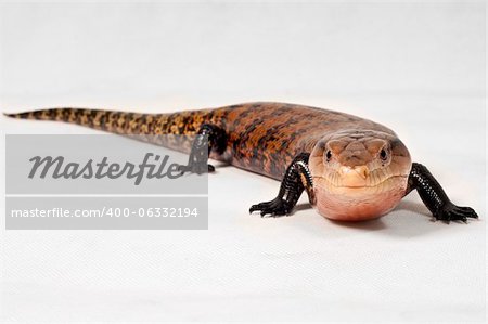Portrait of a reptile in the bluetongue type take on studio room bali, indonesia.
