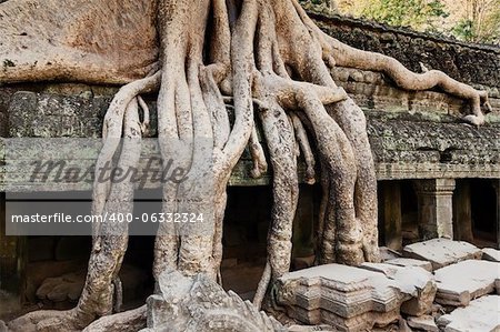 Jungle overtakes the ancient temple Ta Prohm near Siem Reap, Cambodia