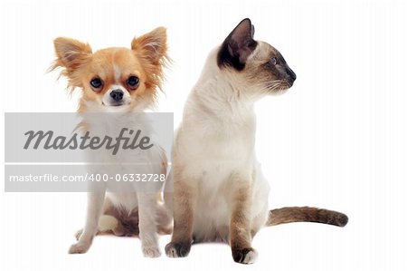 purebred  chihuahua  with siamese kitten in front of white background