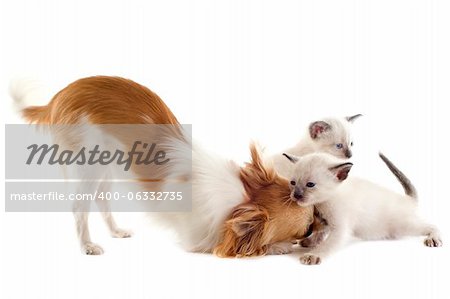 purebred chihuahua playing with siamese kitten in front of white background purebred chihuahua playing with siamese kitten in front of white background