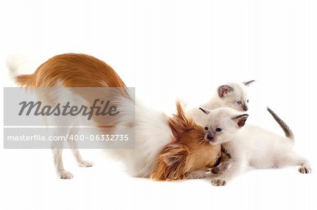 purebred  chihuahua playing with siamese kitten in front of white background