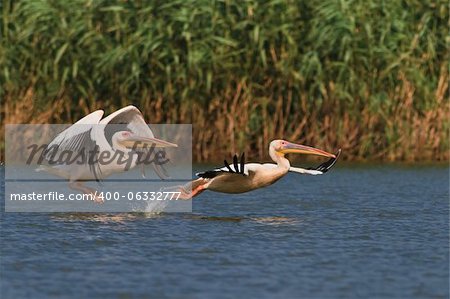 white pelicans (pelecanus onocrotalus) in flight in Danube Delta, Romania