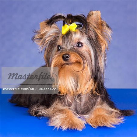 Young Yorkshire Terrier on a blue background