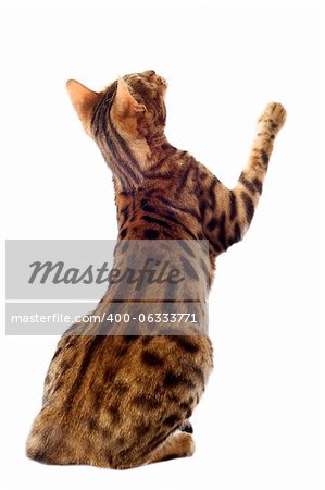 portrait of a purebred  bengal cat on a white background