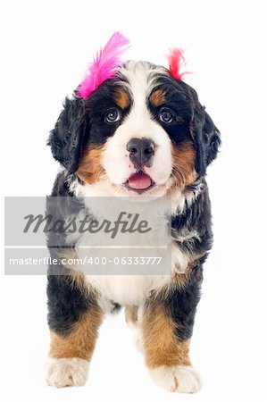 portrait of a purebred bernese mountain dog with feather in front of white background