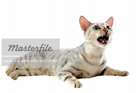 portrait of an aggressive bengal cat on a white background