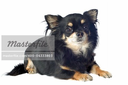 portrait of a cute purebred   chihuahua in front of white background