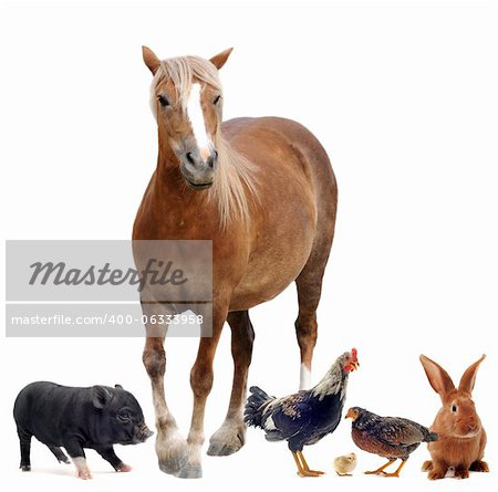 group of farm animals in front of white background