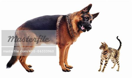 purebred german shepherd and bengal kitten on a white background purebred german shepherd and bengal kitten on a white background