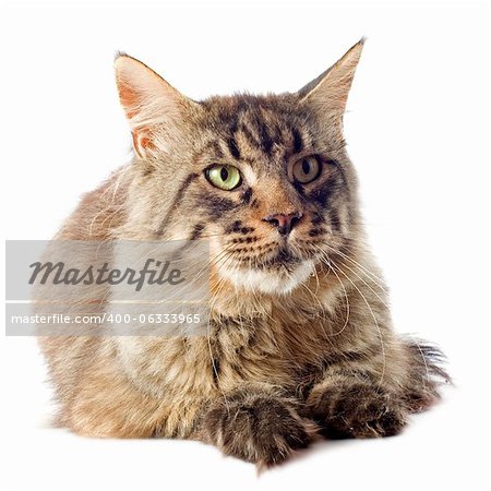 portrait of a purebred maine coon cat on a white background portrait of a purebred maine coon cat on a white background
