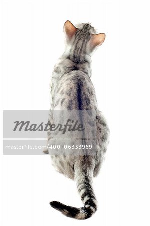 back of a purebred  bengal cat on a white background