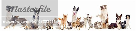 group of purebred cats  and dogs on a white background