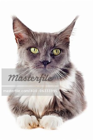portrait of a blue maine coon cat on a white background