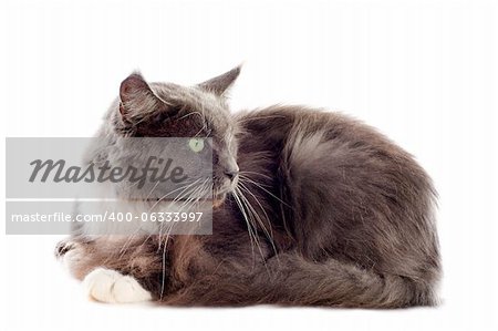 portrait of a purebred  blue maine coon cat on a white background