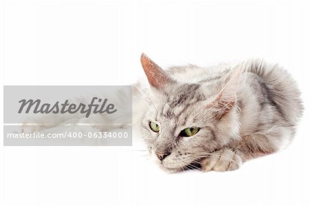 portrait of a purebred maine coon cat laid down on a white background portrait of a purebred maine coon cat laid down on a white background