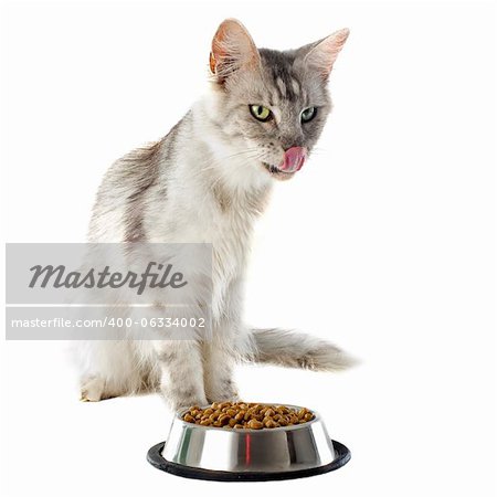 portrait of a purebred  maine coon cat and cat food on a white background