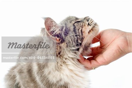 portrait of a affectionate maine coon cat on a white background