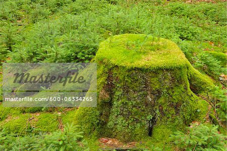 Moss Covered Tree Stump with Spruce Saplings, Odenwald, Hesse, Germany