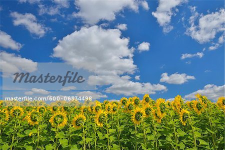 Sonnenblumen Feld, Arnstein, Main-Spessart, Franken, Bayern, Deutschland