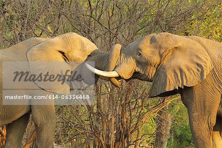 Taureaux de l'éléphant d'Afrique saluant mutuellement en mettant des troncs dans la bouche, les réserves de Mana Pools, Zimbabwe