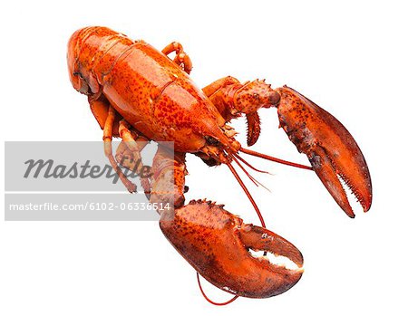 Lobster on white background