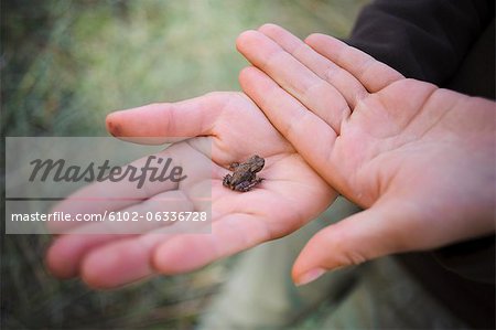 Kleiner Frosch im Kind '' s Hand