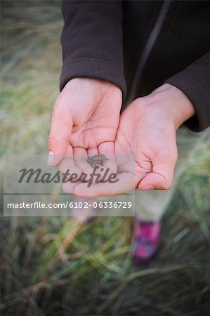 Small frog in child''s hand