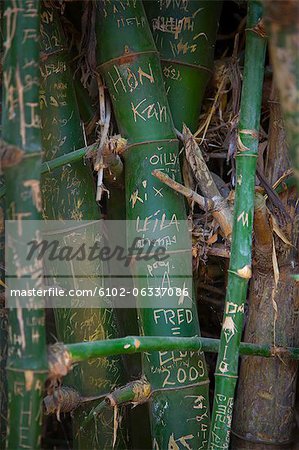 Carvings on bamboo trunks