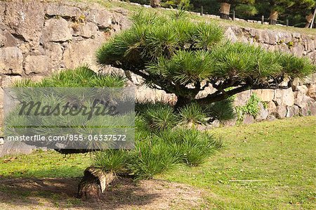 Pine trees grown in Kokoen Garden, Himeji, Hyogo Prefecture, Japan