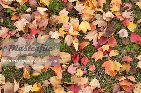 Feuilles tombées, Kyoto, Japon