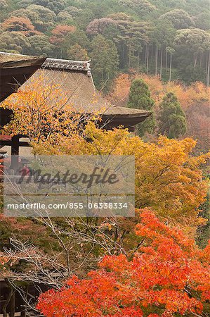 Kiyomizu-dera Temple in Autumn, Kyoto, Japan