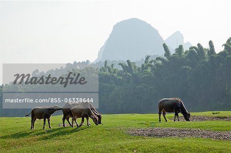 Vaches broutant, Yangshuo, Guilin, Chine