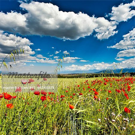 Sauvage coquelicot (Papaver rhoeas) et les graminées sauvages en face de la Sierra Nevada montagnes, Andalousie, Espagne, Europe