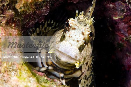 Ceram blenny (Salarias ceramensis), grows to 14cm, Indonesia and the Philippines, Southeast Asia, Asia