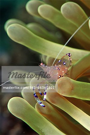 Crevettes anémone (periclimenes holtuisi), Philippines, Asie du sud-est, Asie