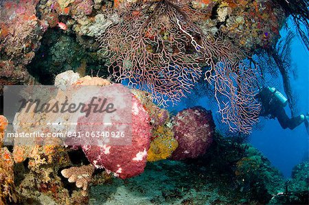 Surplomb de coraux incrustés, Sainte-Lucie, Antilles, Caraïbes, Amérique centrale