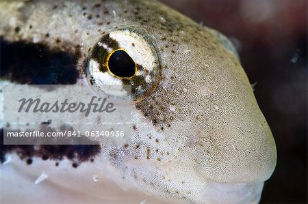 Female shorthead fangblenny (Petroscirtes breviceps), Philippines, Southeast Asia, Asia