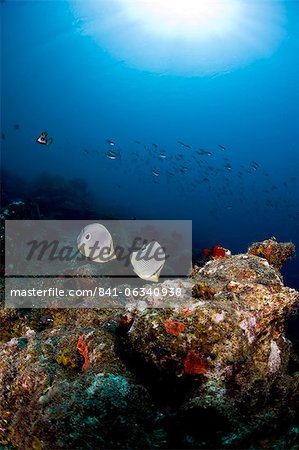 Poisson-papillon (Chaetodon capistratus), Sainte-Lucie, Antilles, Caraïbes, Amérique centrale Poisson-papillon (Chaetodon capistratus), Sainte-Lucie, Antilles, Caraïbes, Amérique centrale