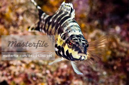 Arlequin bass (Serranus tigrinus), Sainte-Lucie, Antilles, Caraïbes, Amérique centrale