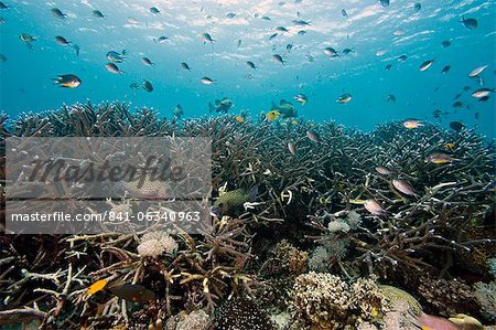 Scène de corail au sanctuaire marin de Nalusuan, Cebu (Philippines), l'Asie du sud-est, Asie