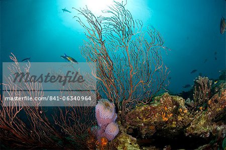 Scène de récif avec ventilateur coraux et éponges de vase, Sainte-Lucie, Antilles, Caraïbes, Amérique centrale